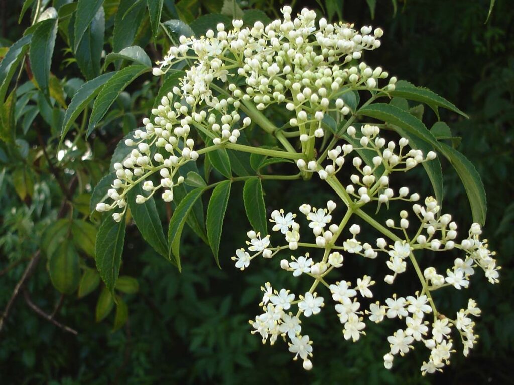 Azadirachta indica