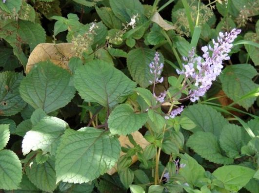 Prípad tvrdo pracujúcej ambicióznej ženy – Plectranthus fruticosus
