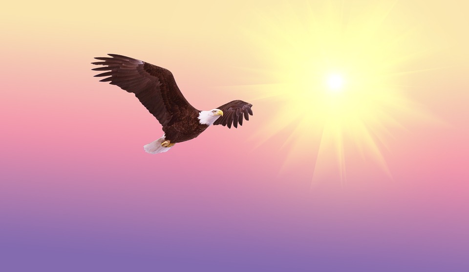 Haliaeetus leucocephalus