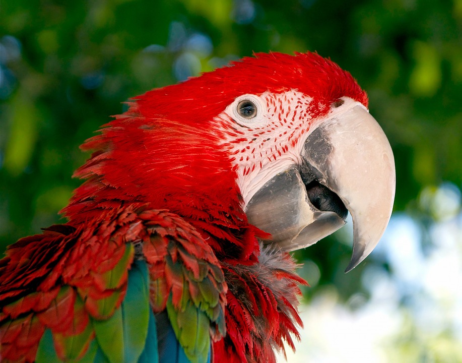Prípad Macaw z praxe Douglasa Browna – 2. časť