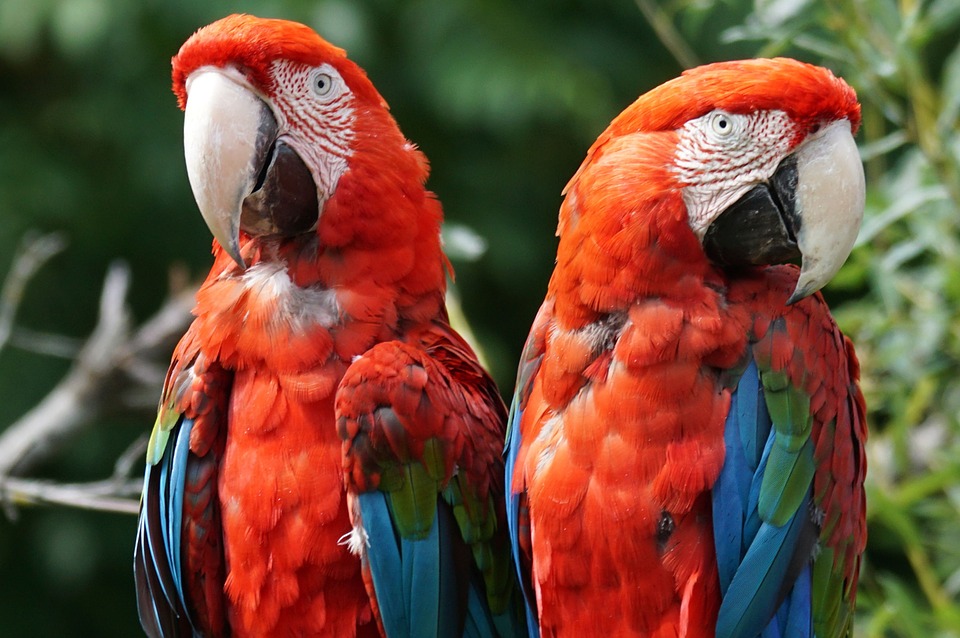 Prípad Macaw z praxe Douglasa Browna
