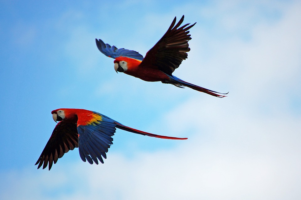 Prípad Macaw z praxe Douglasa Browna – 3.časť