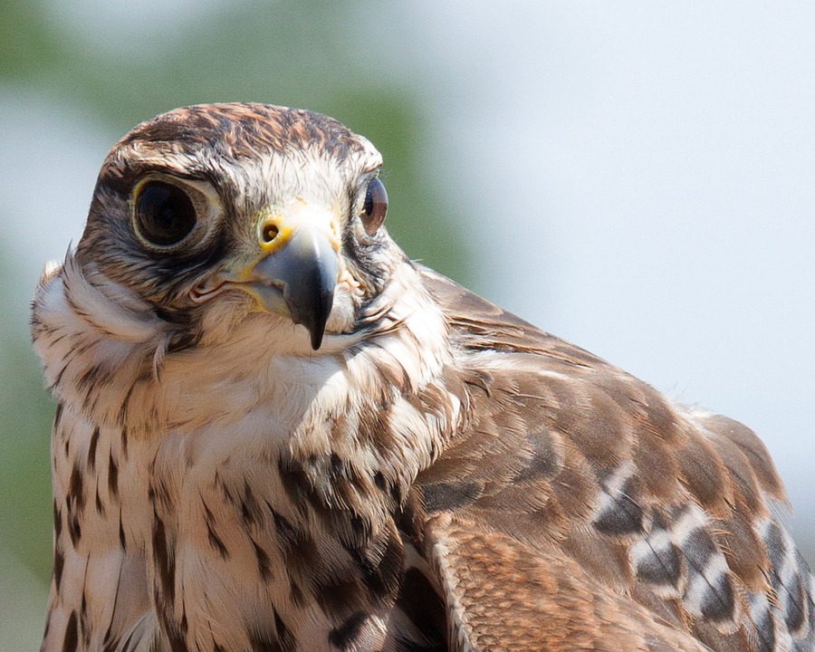 Falco peregrinus
