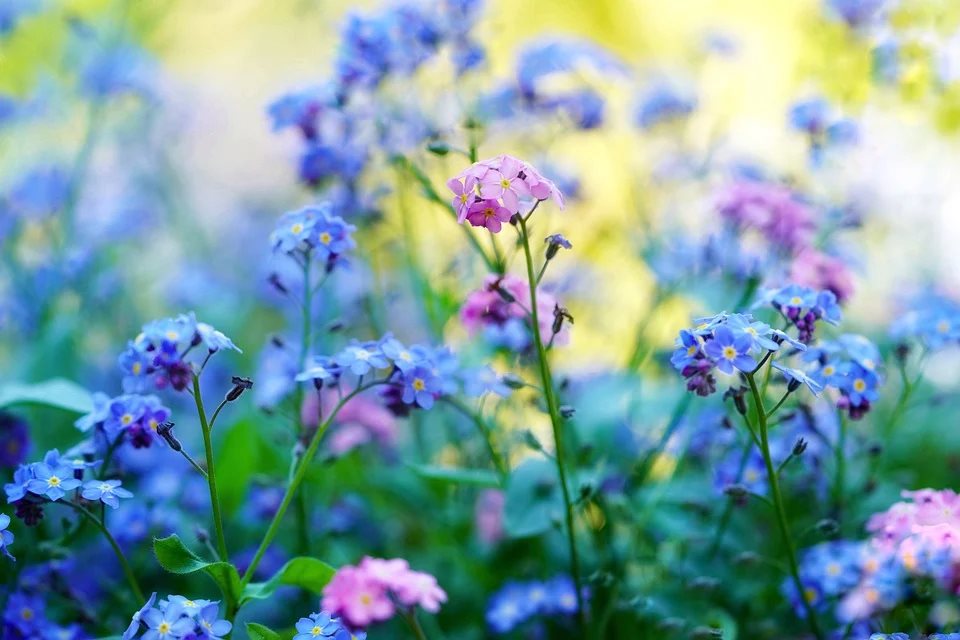 Agrohomeopatia – Lenka Pomněnka