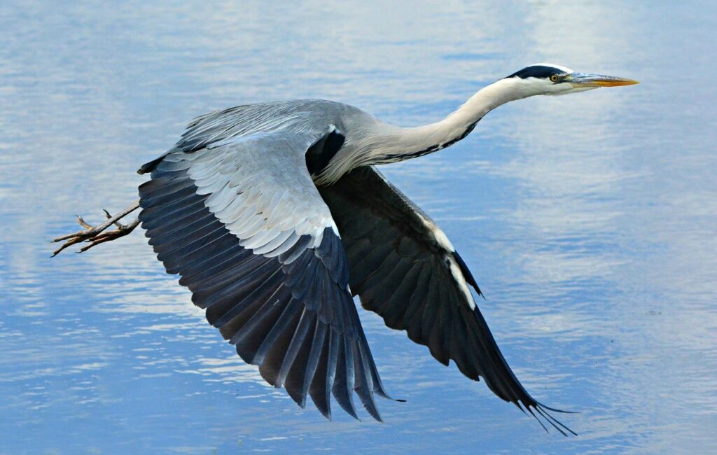 Mieć dystans do wszystkiego – oto droga wyzwolenia – przypadek Ardea herodias
