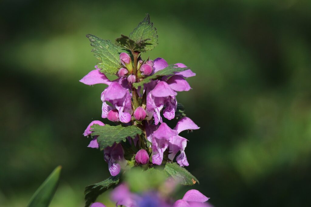 Stretnutie s dušou hluchaviek