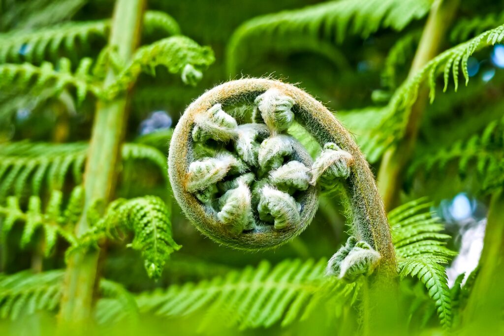F. Swoboda & S. Diez – Paprade (Ferns, Fougères, Farne)