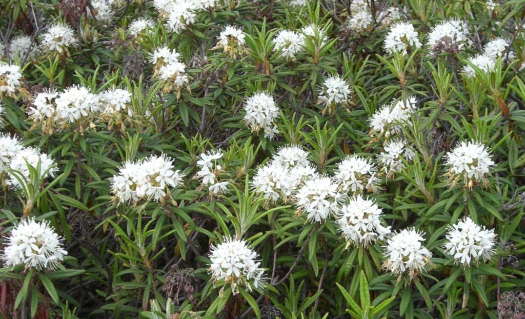 Ledum palustre – (ne)tradičný pohľad na známe homeopatikum